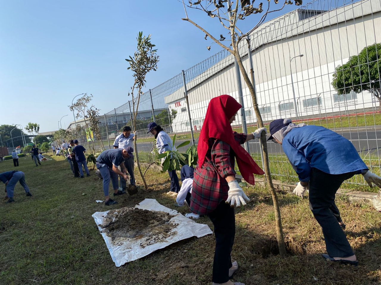 PENANAMAN 40 POHON TABEBUYA